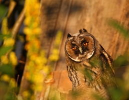 Long-eared owl by Remo Savisaar.Estonian Tourism Board